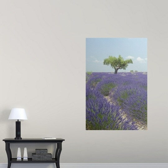 Poster Print entitled Tree in Lavender Field (Lavandula) in Valensole Plain, Alpes-de-Haute Provence, France - Multi