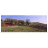 "Trees and wild flowers on a landscape, Seven Sisters Prairie, Minnesota" Poster Print