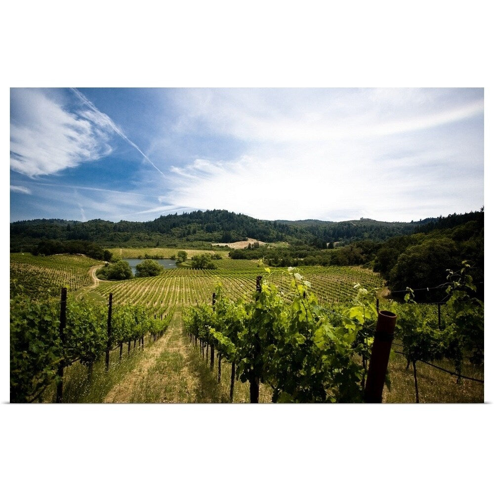 "Vineyard in Sonoma Valley, California" Poster Print - Multi