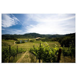 "Vineyard in Sonoma Valley, California" Poster Print - Multi