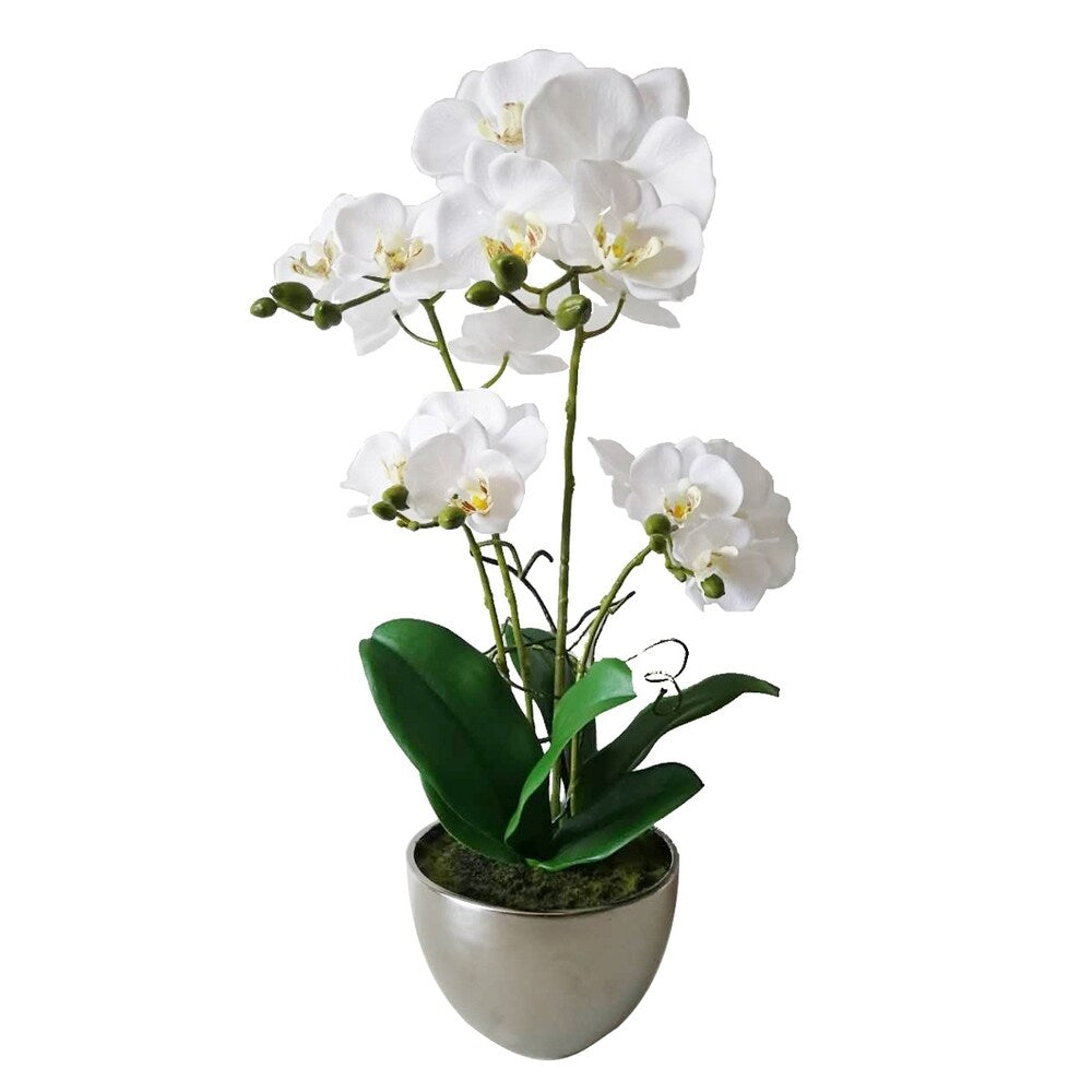 Potted Phaleanopsis X4 In Chrome Bowl 24"