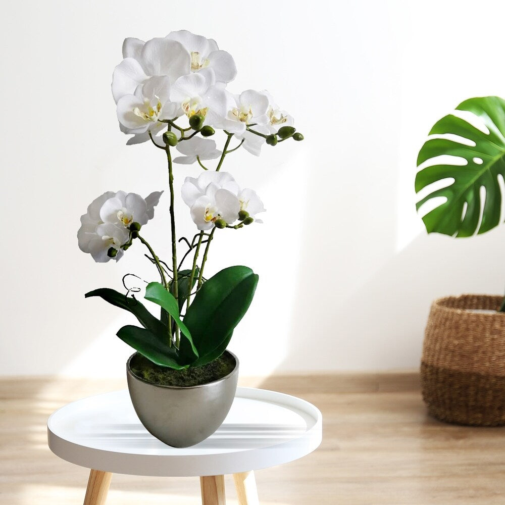 Potted Phaleanopsis X4 In Chrome Bowl 24"
