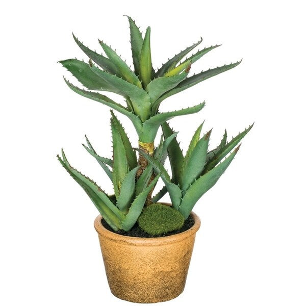 Sullivans Potted Aloe Plant