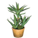 Sullivans Potted Aloe Plant