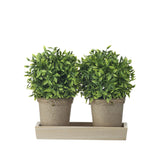 Potted Plastic Tealeaf Ball X2 On Wood Tray 10x8"T
