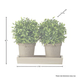 Potted Plastic Tealeaf Ball X2 On Wood Tray 10x8"T