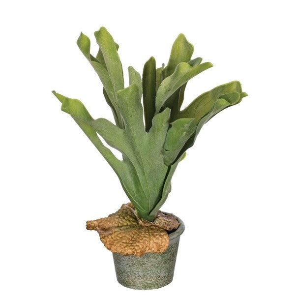 Sullivans Potted Staghorn Fern - Green - 9.5"L x 9"W x 14"H