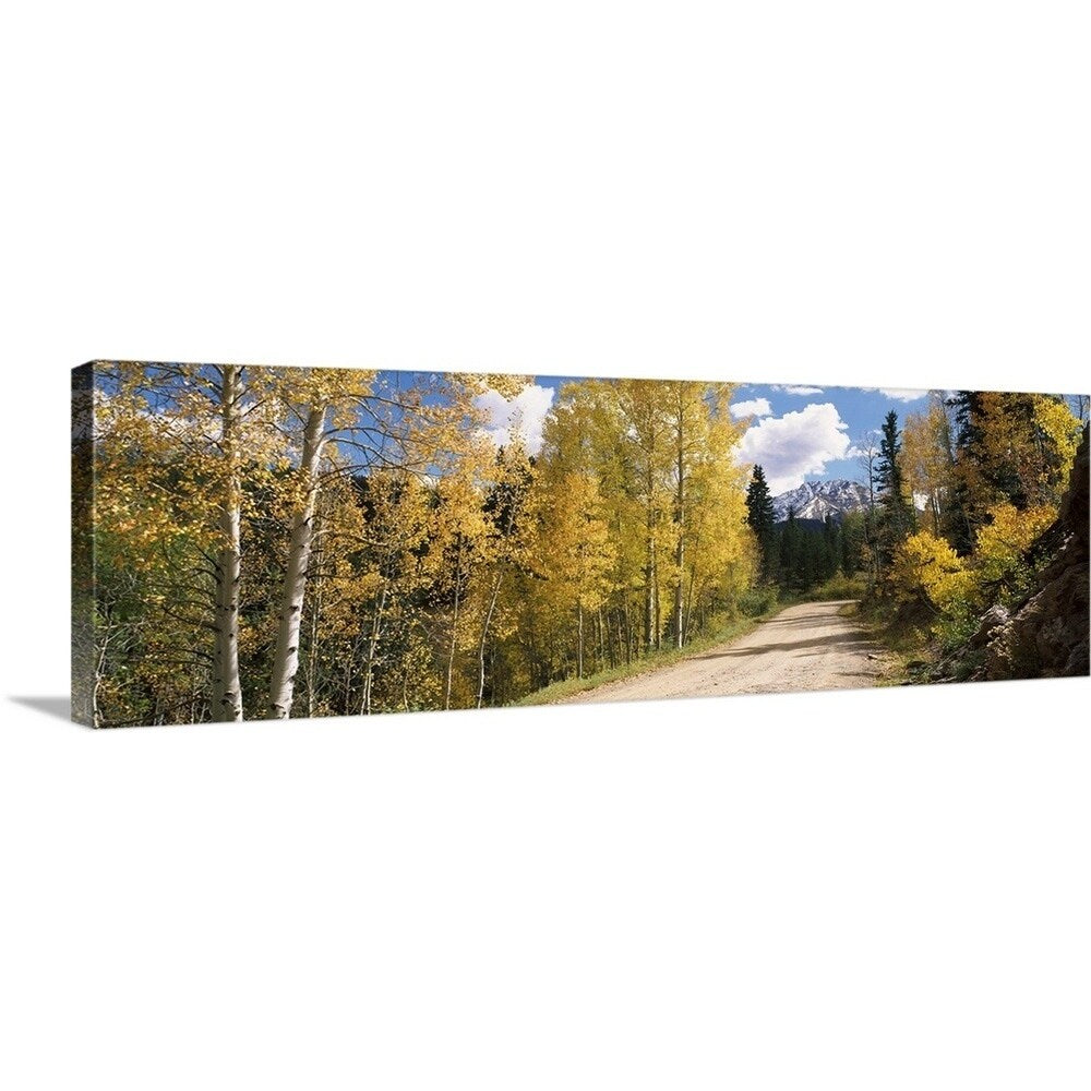 "Aspen trees on both sides of Old Lime Creek Road, Cascade, Colorado" Canvas Wall Art