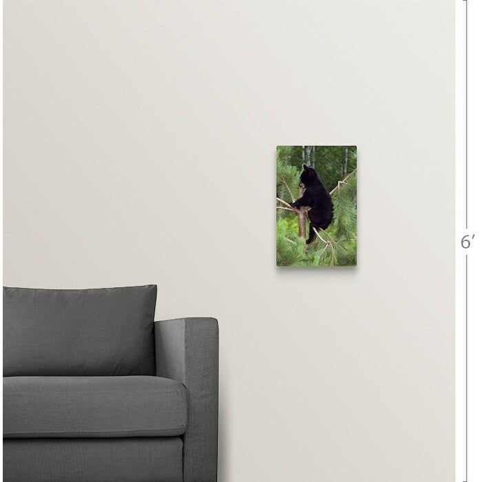 "Black bear cub climbing in pine tree, Minnesota" Canvas Wall Art