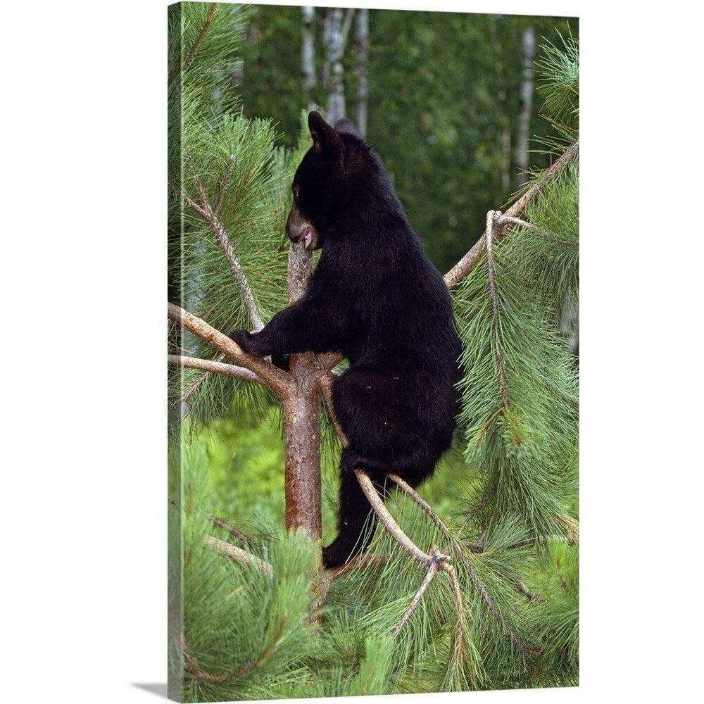 "Black bear cub climbing in pine tree, Minnesota" Canvas Wall Art