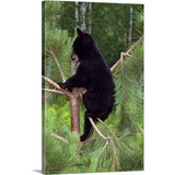 "Black bear cub climbing in pine tree, Minnesota" Canvas Wall Art
