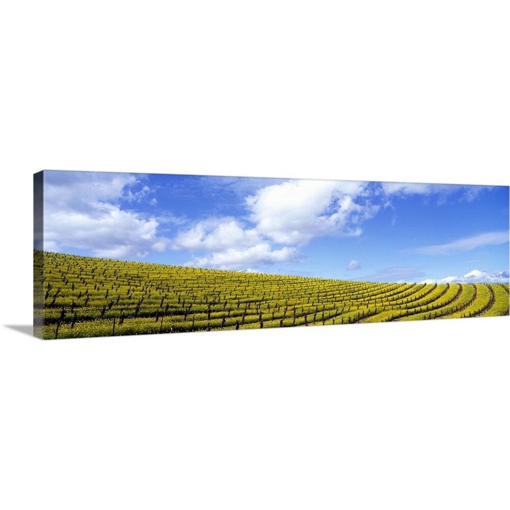 "California, Napa Valley, mustard" Canvas Wall Art