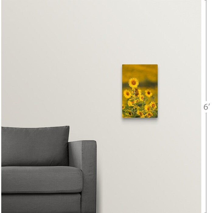 "Fields of sunflowers in the early morning sunshine around the town of Cetona," Canvas Wall Art