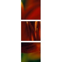 Premium Thick-Wrap Canvas entitled Hemerocallis var. Stafford (Day lily), close up of red flower with protruding