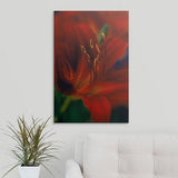 Premium Thick-Wrap Canvas entitled Hemerocallis var. Stafford (Day lily), close up of red flower with protruding