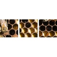 Premium Thick-Wrap Canvas entitled Honey bees (Apis) in hive