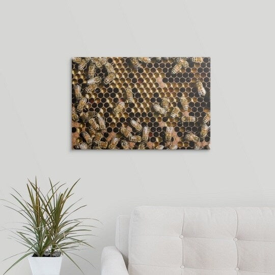Premium Thick-Wrap Canvas entitled Honey bees (Apis) in hive