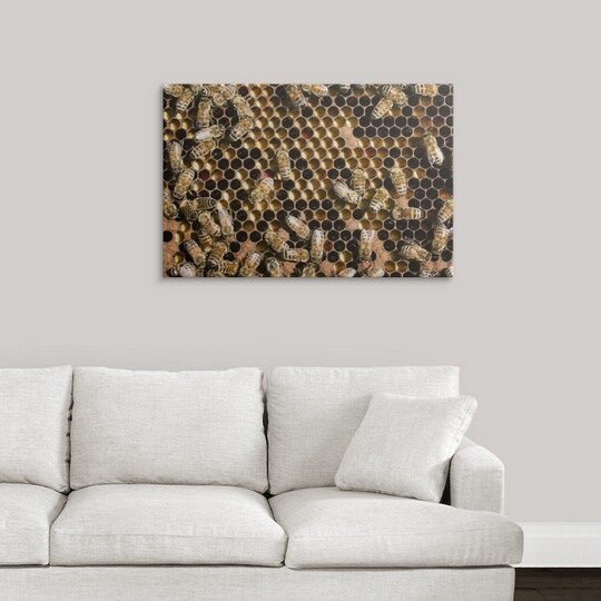Premium Thick-Wrap Canvas entitled Honey bees (Apis) in hive
