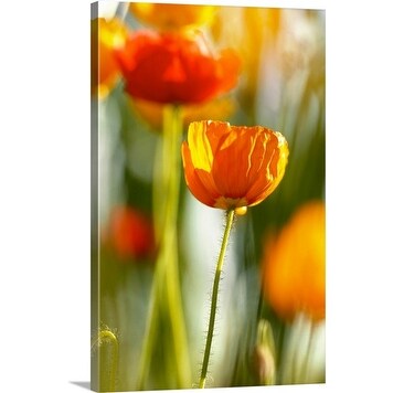 Premium Thick-Wrap Canvas entitled Papaver (orange poppy heads in sunlight)