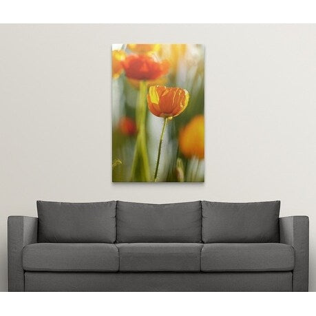 Premium Thick-Wrap Canvas entitled Papaver (orange poppy heads in sunlight)