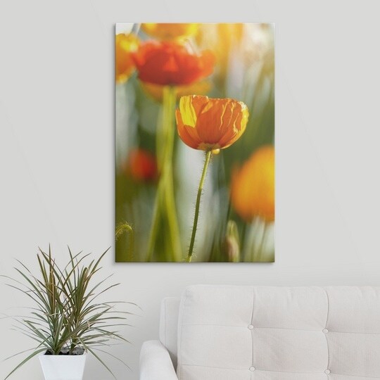 Premium Thick-Wrap Canvas entitled Papaver (orange poppy heads in sunlight)