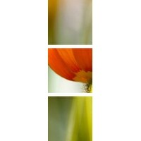 Premium Thick-Wrap Canvas entitled Papaver (orange poppy heads in sunlight)