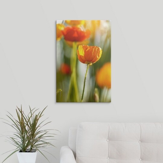 Premium Thick-Wrap Canvas entitled Papaver (orange poppy heads in sunlight)