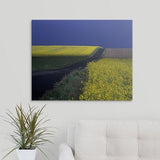 Premium Thick-Wrap Canvas entitled Paved road along fields in bloom in countryside, Vallby Skane, Sweden