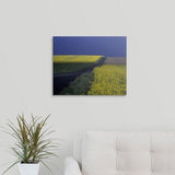 Premium Thick-Wrap Canvas entitled Paved road along fields in bloom in countryside, Vallby Skane, Sweden