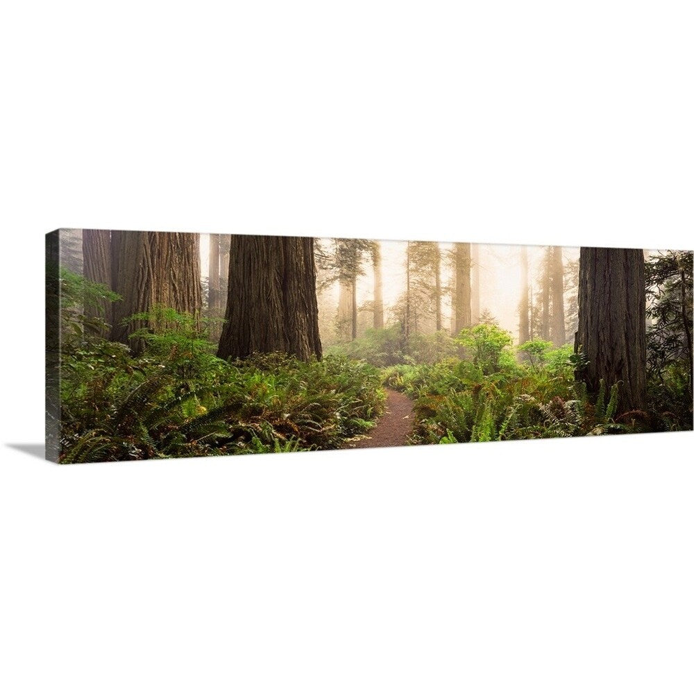 "Redwood trees in a forest, Redwood National Park, California" Canvas Wall Art