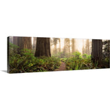 "Redwood trees in a forest, Redwood National Park, California" Canvas Wall Art