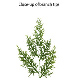 Puleo International 9 ft. x 10 in. Artificial PE Cedar Garland - Green
