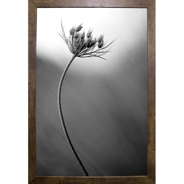 Queen Anne's B&W-THOHAN127136 Print 18.75"x12.5" by Thomas Haney