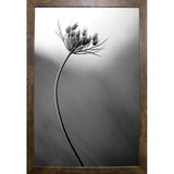 Queen Anne's B&W-THOHAN127136 Print 18.75"x12.5" by Thomas Haney