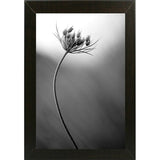 Queen Anne's B&W-THOHAN127136 Print 18.75"x12.5" by Thomas Haney