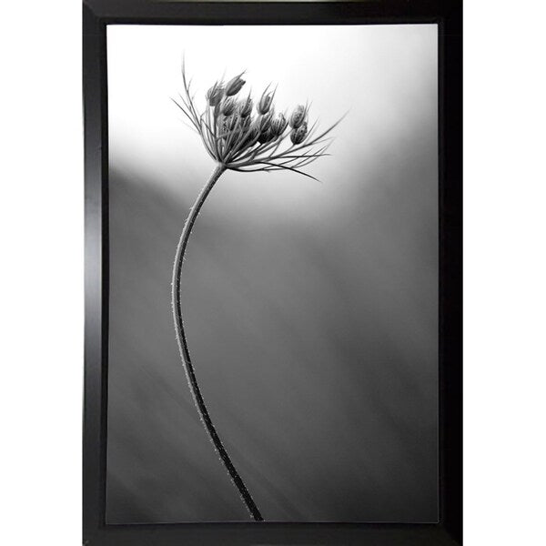 Queen Anne's B&W-THOHAN127136 Print 18.75"x12.5" by Thomas Haney