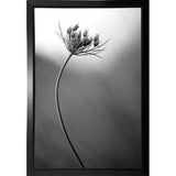 Queen Anne's B&W-THOHAN127136 Print 18.75"x12.5" by Thomas Haney