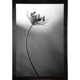 Queen Anne's B&W-THOHAN127136 Print 18.75"x12.5" by Thomas Haney