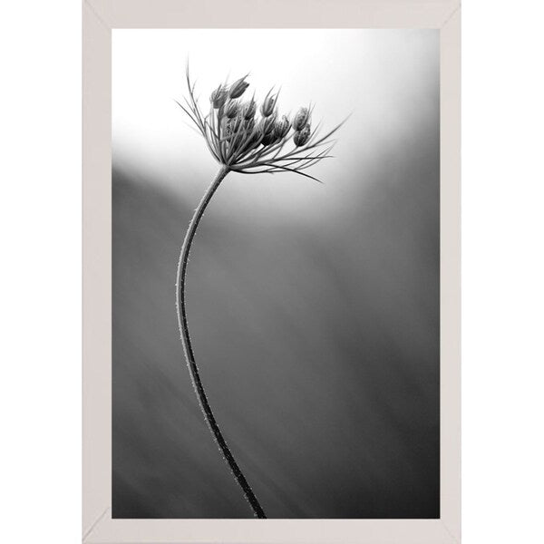 Queen Anne's B&W-THOHAN127136 Print 18.75"x12.5" by Thomas Haney