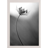 Queen Anne's B&W-THOHAN127136 Print 18.75"x12.5" by Thomas Haney