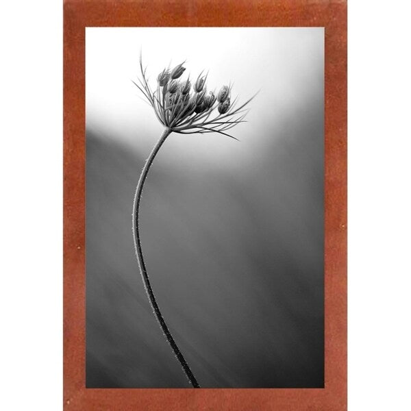 Queen Anne's B&W-THOHAN127136 Print 18.75"x12.5" by Thomas Haney