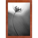 Queen Anne's B&W-THOHAN127136 Print 18.75"x12.5" by Thomas Haney