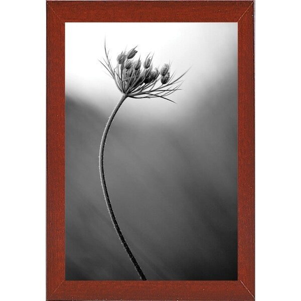 Queen Anne's B&W-THOHAN127136 Print 18.75"x12.5" by Thomas Haney