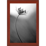 Queen Anne's B&W-THOHAN127136 Print 18.75"x12.5" by Thomas Haney