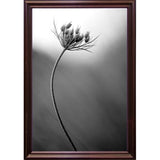 Queen Anne's B&W-THOHAN127136 Print 18.75"x12.5" by Thomas Haney