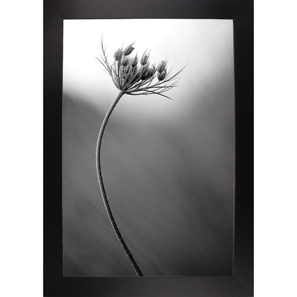 Queen Anne's B&W-THOHAN127136 Print 18.75"x12.5" by Thomas Haney