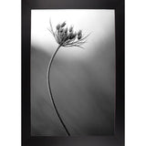 Queen Anne's B&W-THOHAN127136 Print 18.75"x12.5" by Thomas Haney