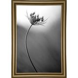 Queen Anne's B&W-THOHAN127136 Print 18.75"x12.5" by Thomas Haney