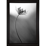 Queen Anne's B&W-THOHAN127136 Print 18.75"x12.5" by Thomas Haney