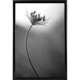 Queen Anne's B&W-THOHAN127136 Print 18.75"x12.5" by Thomas Haney